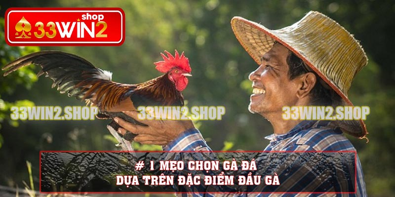 # 1 mẹo chọn gà đá dựa trên đặc điểm đầu gà