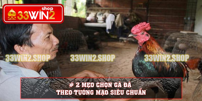 # 2 Mẹo chọn gà đá theo tướng mạo siêu chuẩn