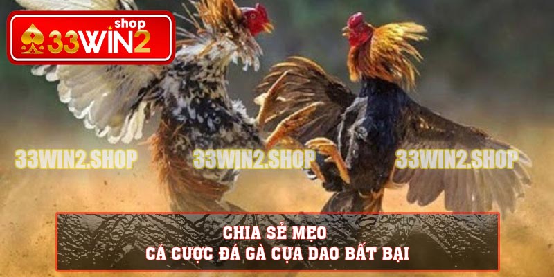 Chia sẻ mẹo cá cược đá gà cựa dao bất bại