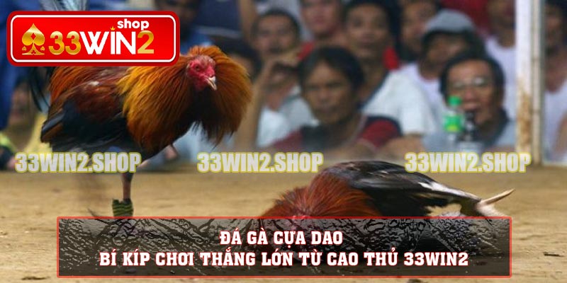 Đá Gà Cựa Dao - Bí Kíp Chơi Thắng Lớn Từ Cao Thủ 33win2