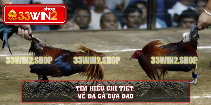 Tìm hiểu chi tiết về đá gà cựa dao