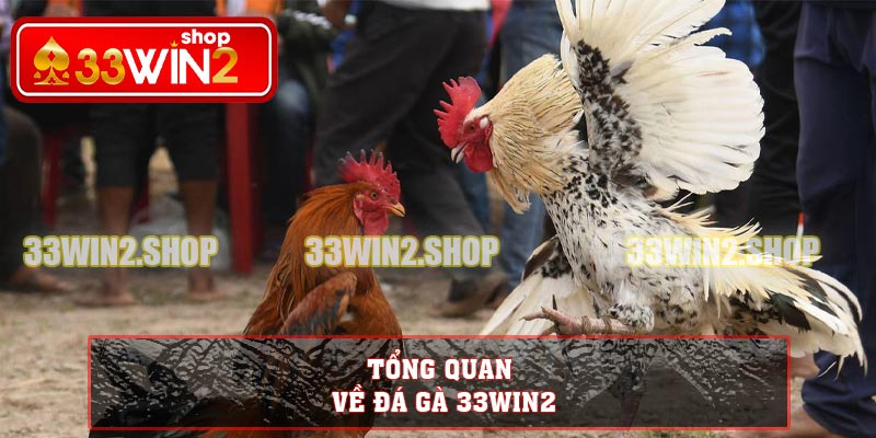 Tổng quan về đá gà 33WIN2