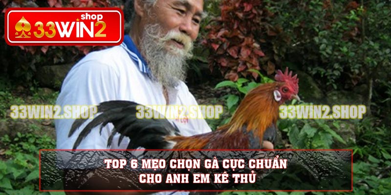 Top 6 Mẹo Chọn Gà Cực Chuẩn Cho Anh Em Kê Thủ